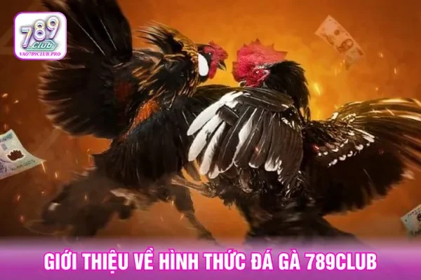 Gà chiến online 789Club đem đến sân chơi cực hấp dẫn